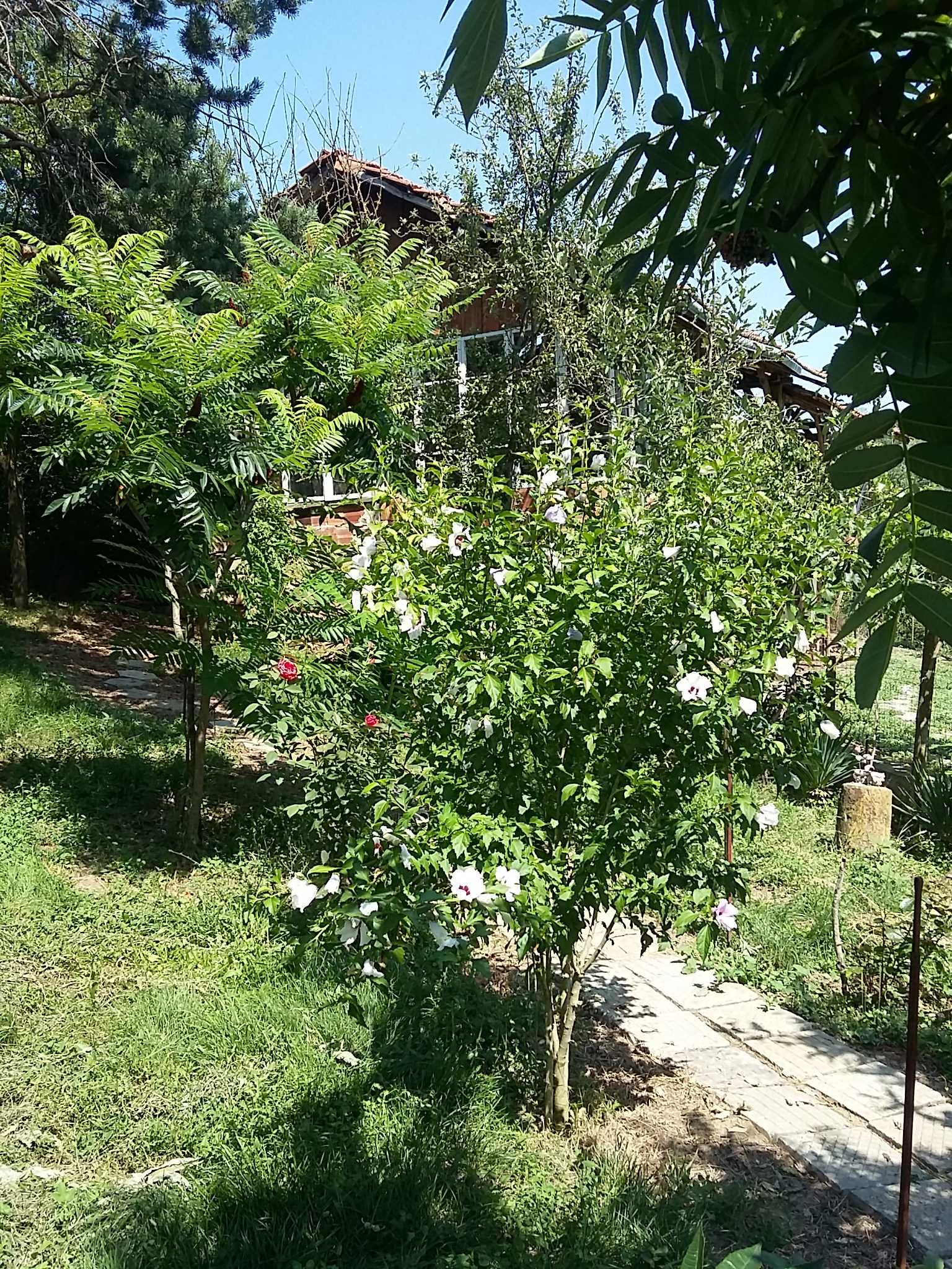 Продавам къща в село Орляне община Угърчин