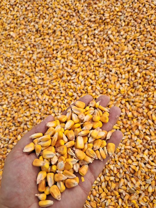 Vand porumb boabe si floarea soarelui Corabia