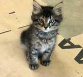 Maine Coon băiețel