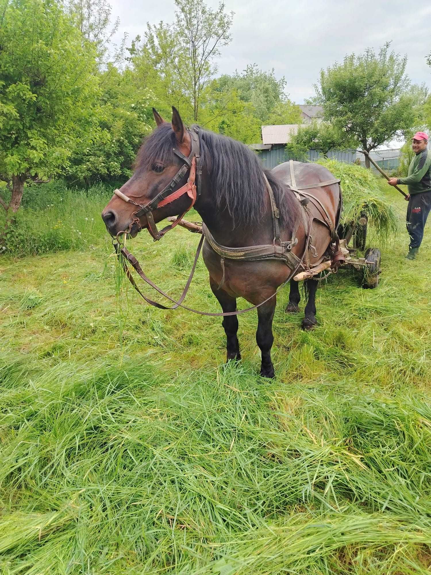 Armăsar de vânzare
