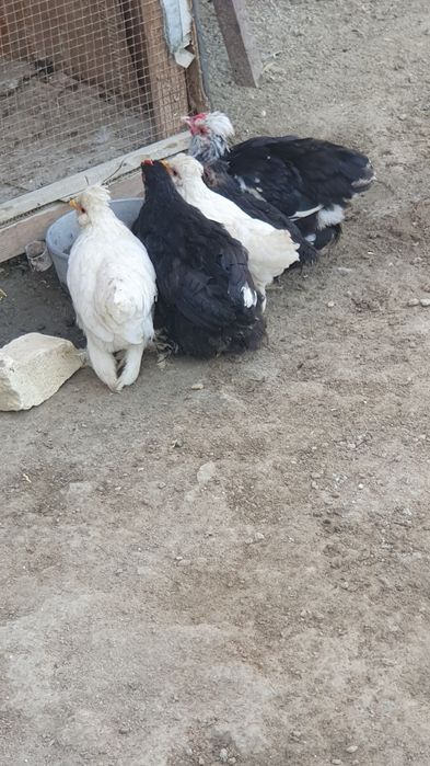 Йапон жужалари сотилади