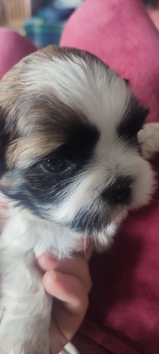 Shih Tzu băiețel