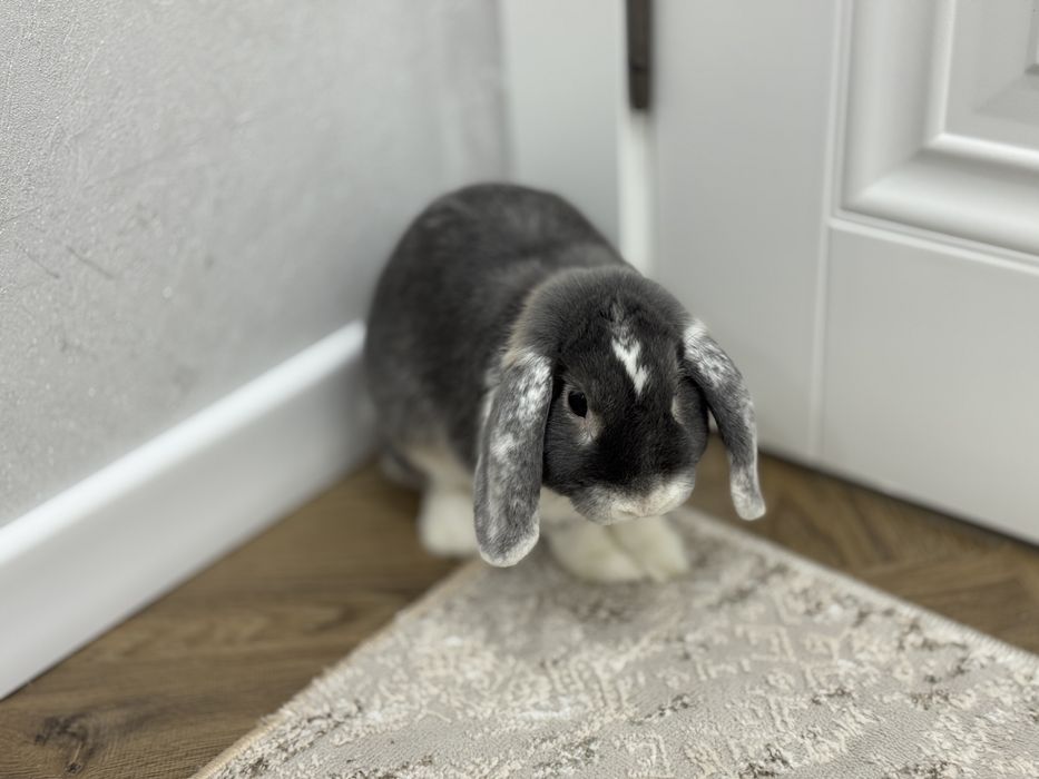 Кролик вислоухий породистый