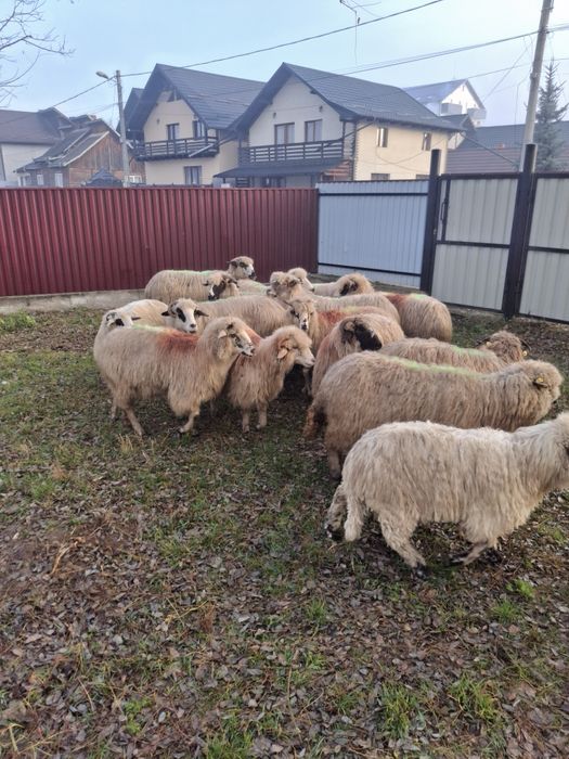 Vând 13 oi de ținut