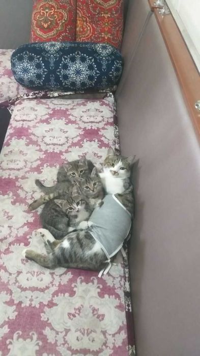 Енг жаксы пишиклар