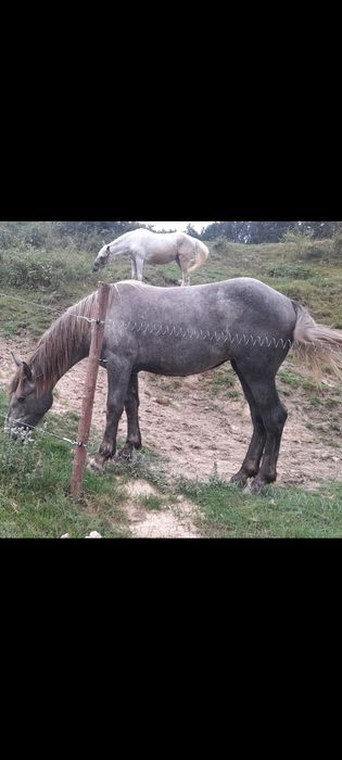 Vînd mînză sură de 1 an