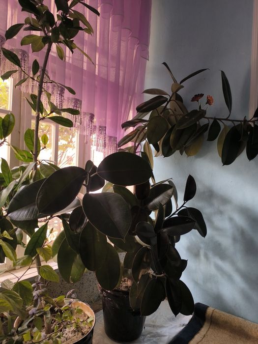 Фикус кора Шахзода китайский роза гуллари