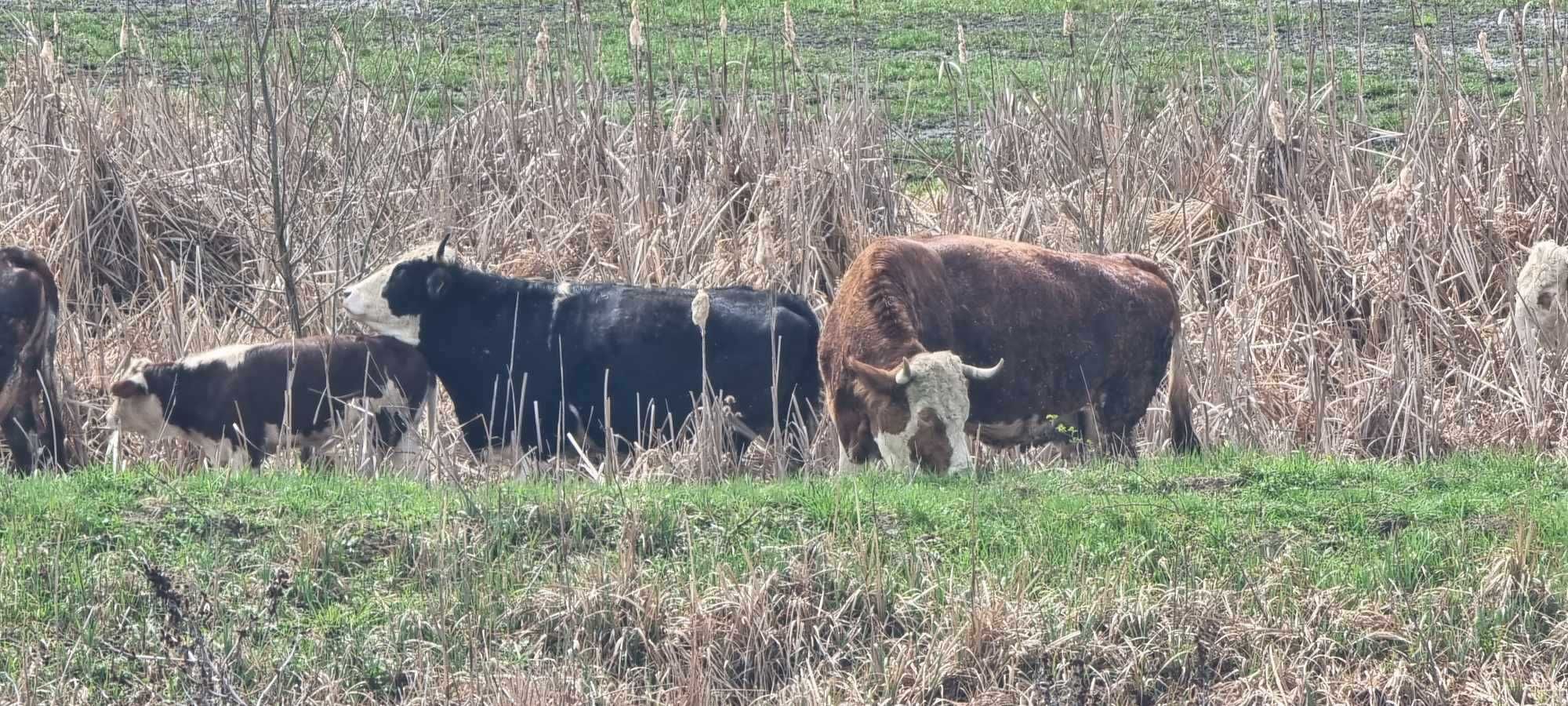 Vând 4 vaci + 1 vițel – foarte bune pentru lapte