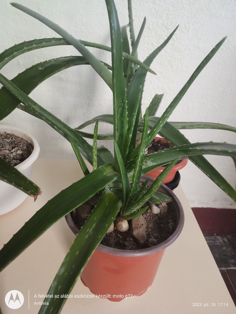 Vand planta Aloe Vera