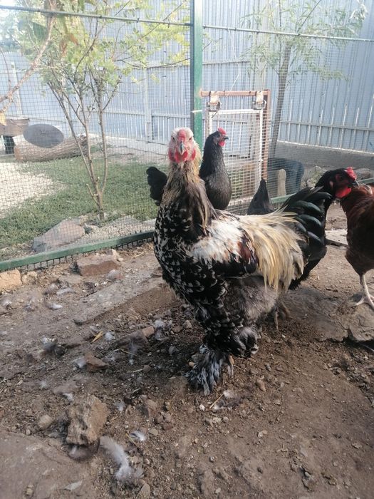 Cocoși, metis brahma