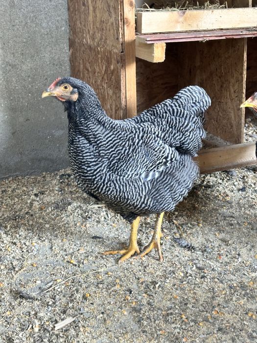 Oua pentru incubat Plymouth rock si Wyandotte argintiu