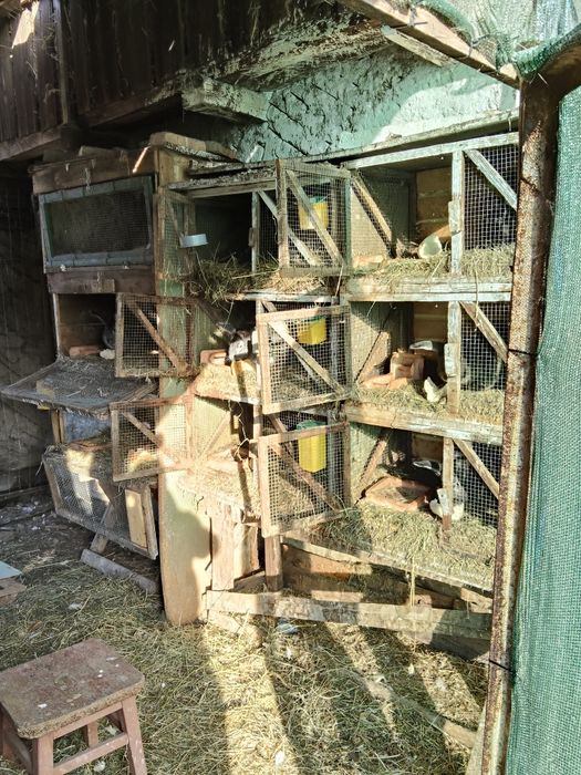 Vand iepuri de tăiat sau tinut