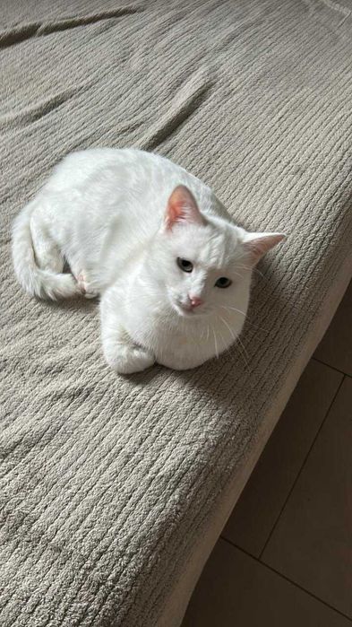 Кошечка ищет дом. Бесплатно