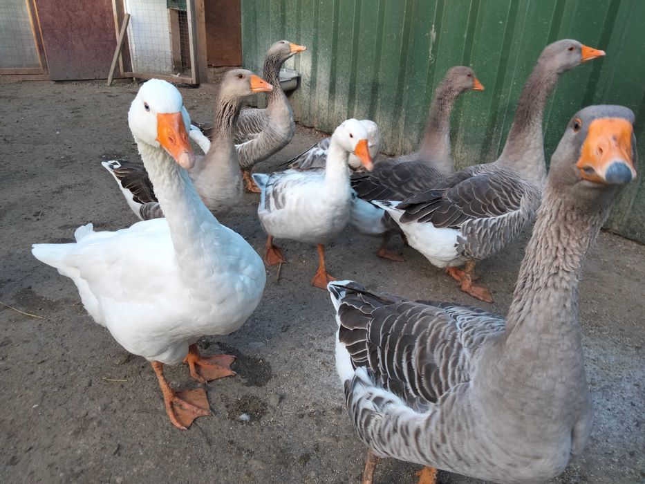 Vând perechi de gâște Toulouse