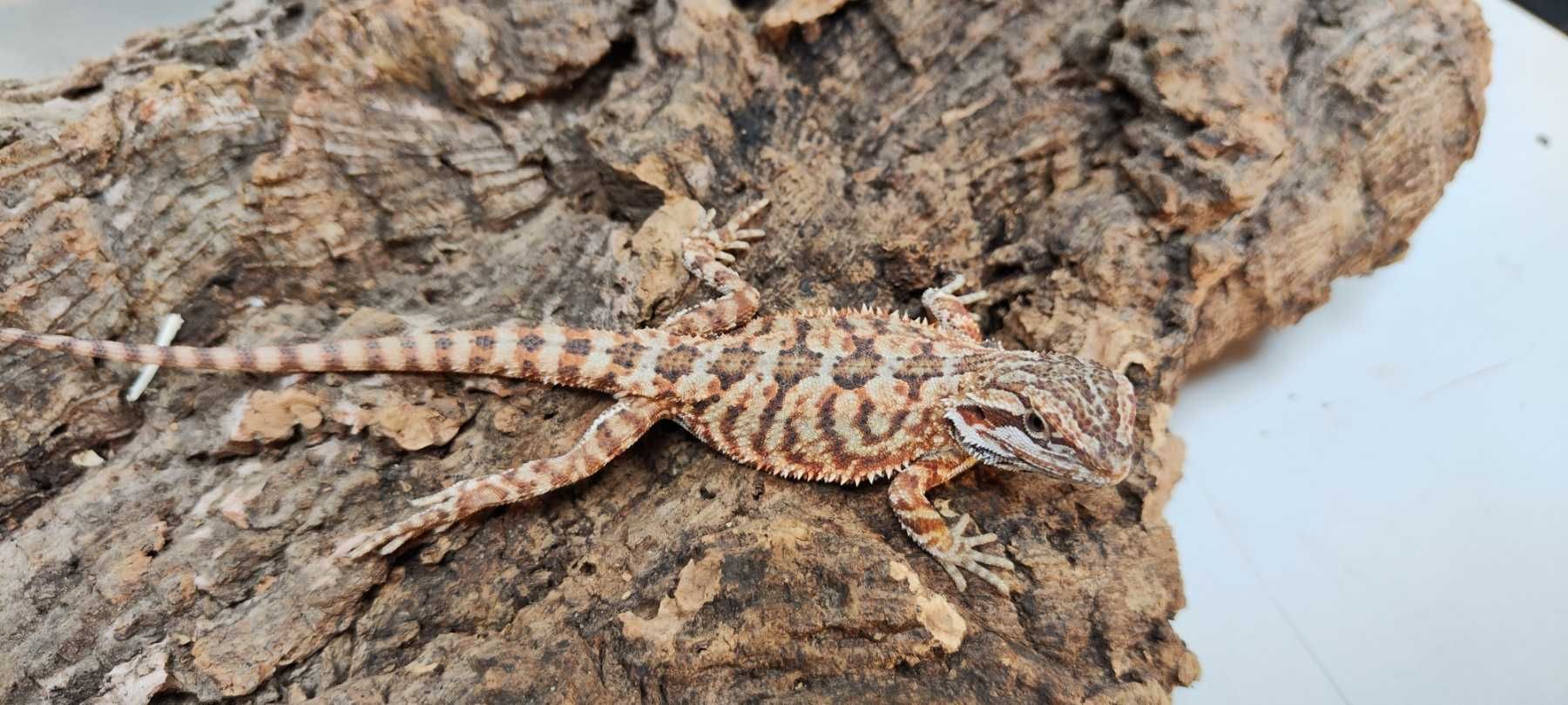 Брадата агама (Pogona vitticeps)