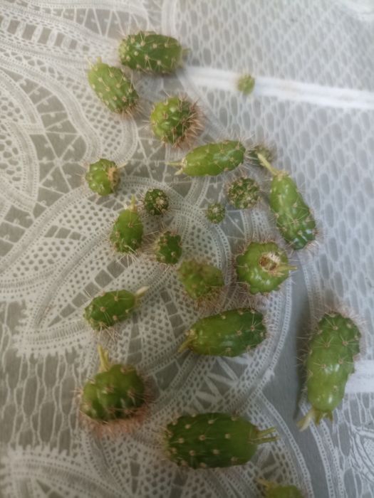 Кактусята от большого кактуса