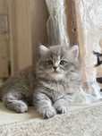 Sotiladi
Onasi-Scottish fold
Otasi -privaznoy Shinshila
45kunlik juda