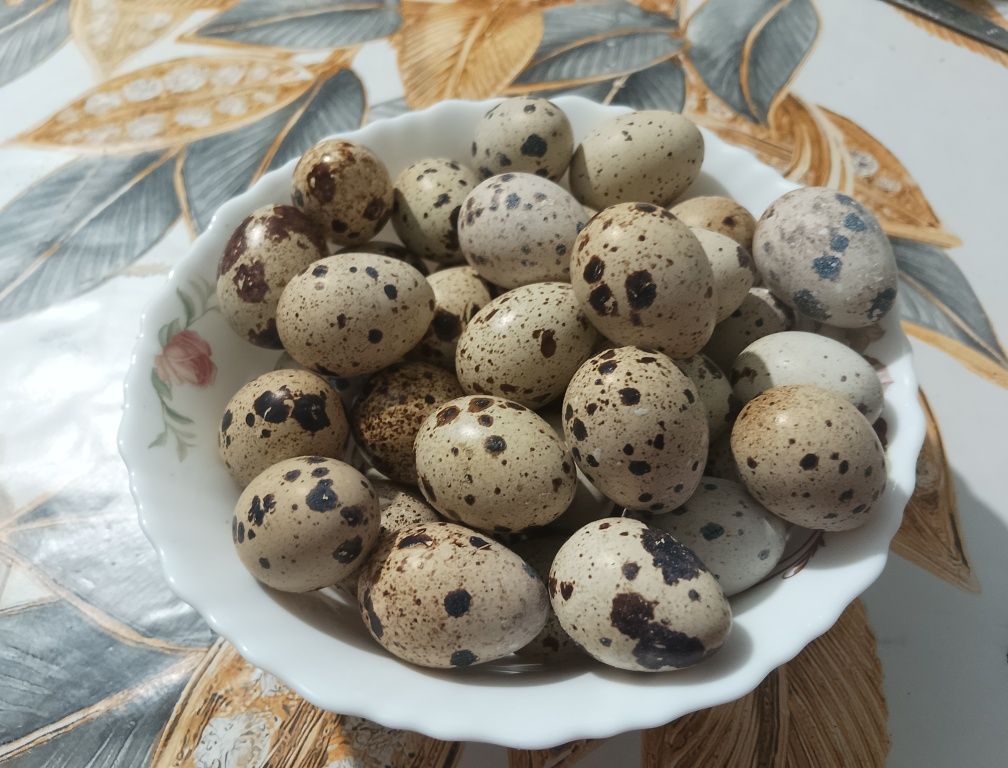 Prepelițe de vanzare
