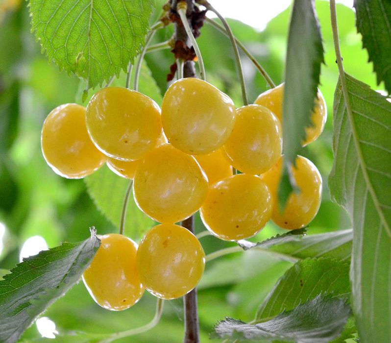 Cires Galben( Soiul Donissen )