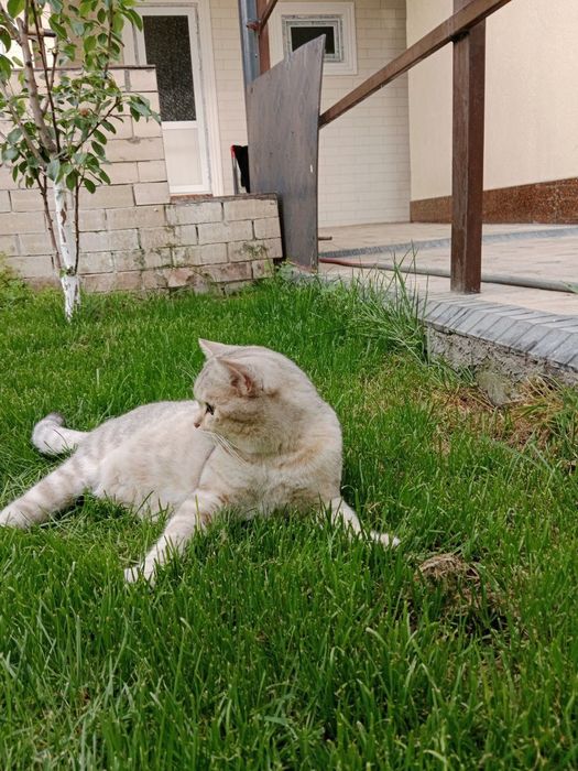 Кошка не Продается !!!   На Вязку ! ! !