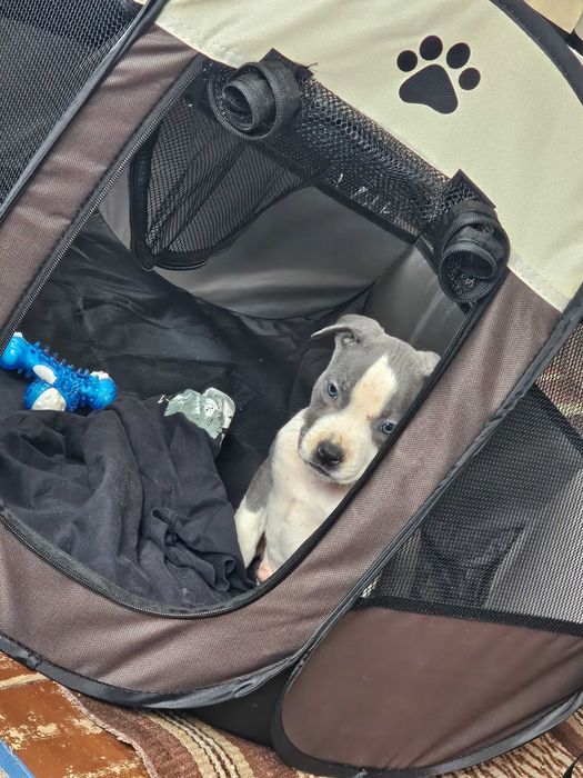 Американски мъжки питбул(Blue Nose)