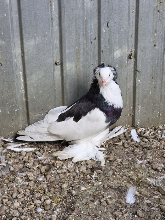 Uriasi maghiari 2025   tineri