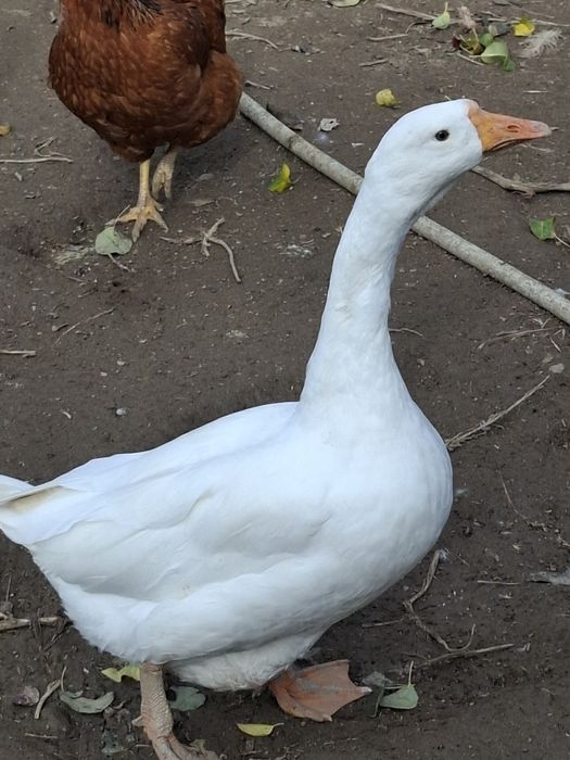 Нисан п12 1.9дци 120к.с.-части