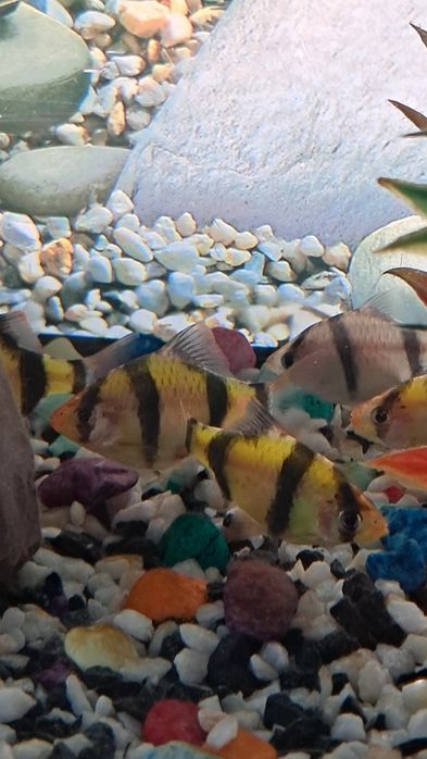 Баликлар ва аквариум,иситгич,филтр ичидаги декоративни нарсалари билан