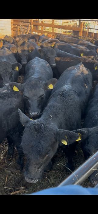 Vand 22 vitele angus