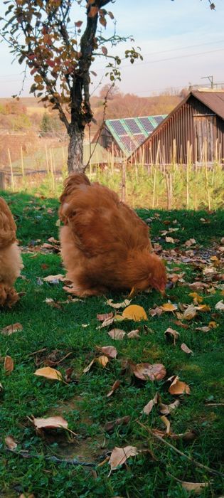 Cocos Cochinchina uras galben