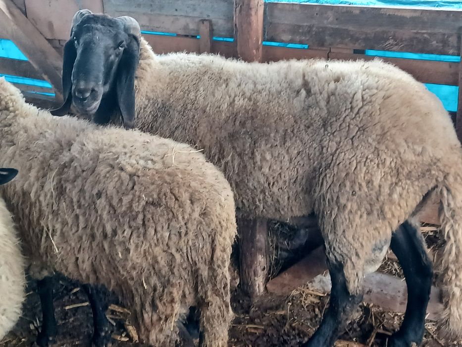 Berbec carabaș sârbesc