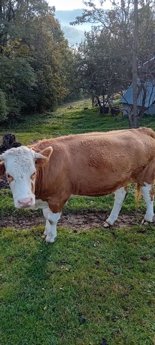 Vând junincă bălțată de 2 ani, gestantă de 4 luni