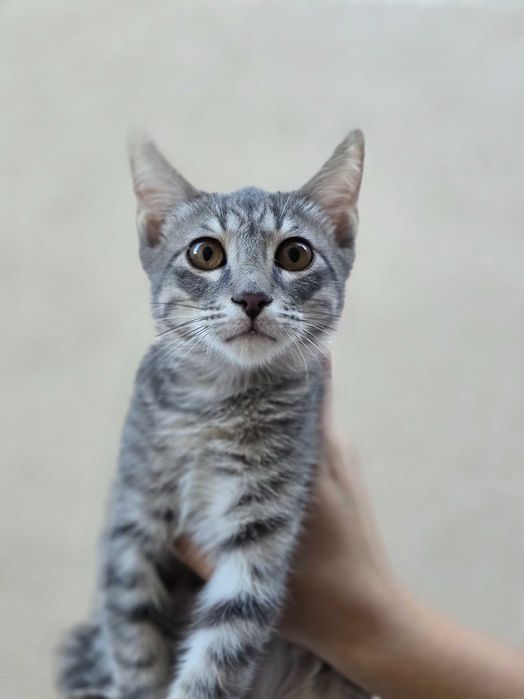 Котёнок, мальчик, 4 месяца