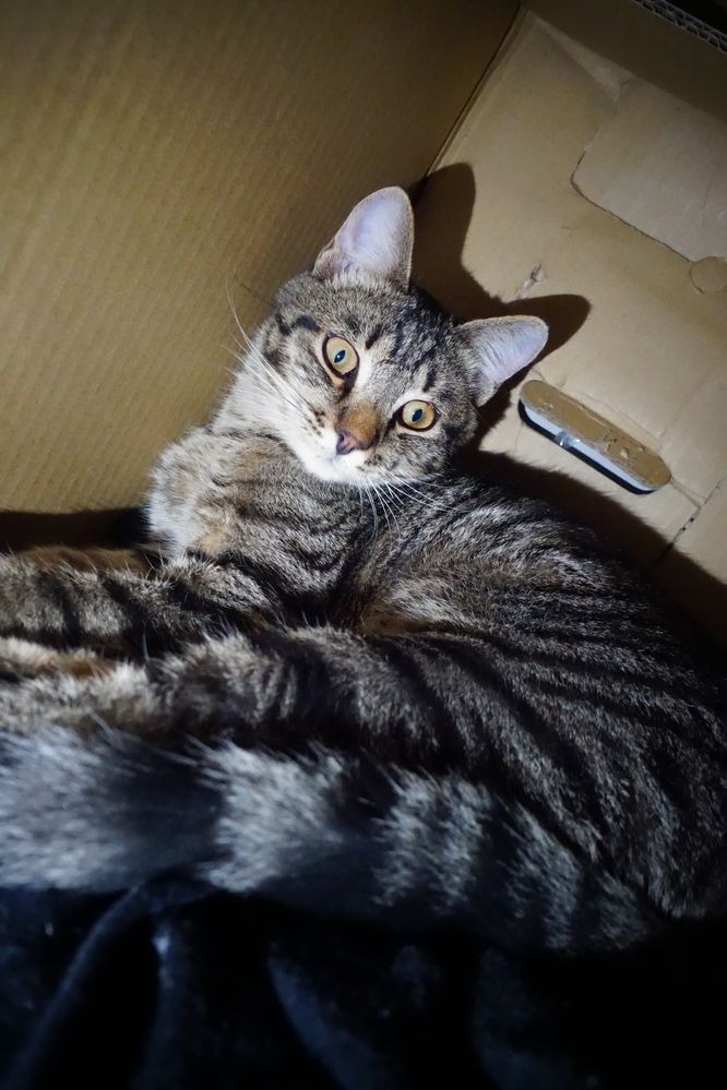 Ласковый Котёнок Даром !!!