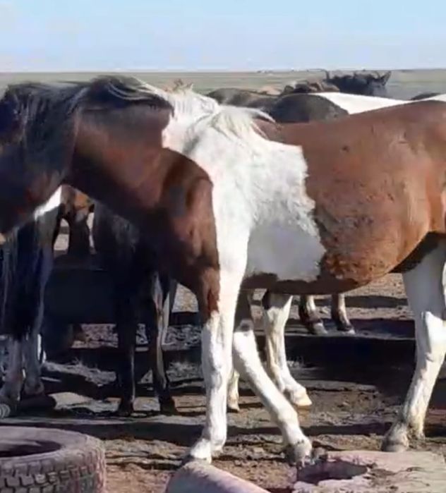 Продам лошадей 4 головы в степи