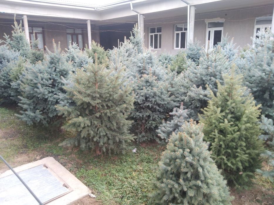 Продаються ёлки свои