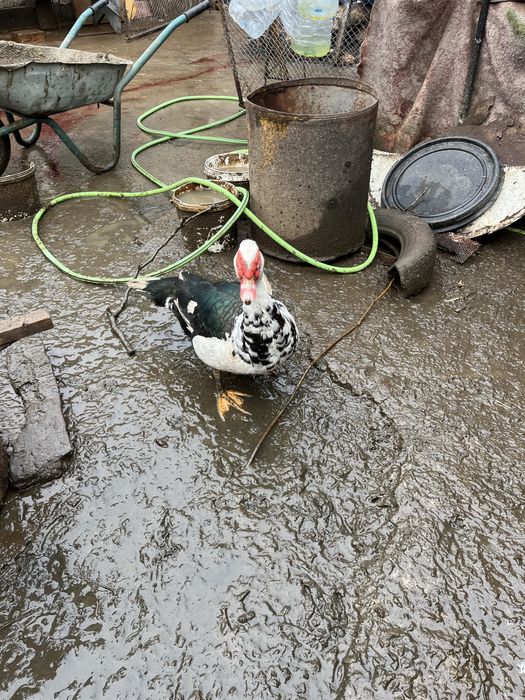 Rațe mute, masculi si femele