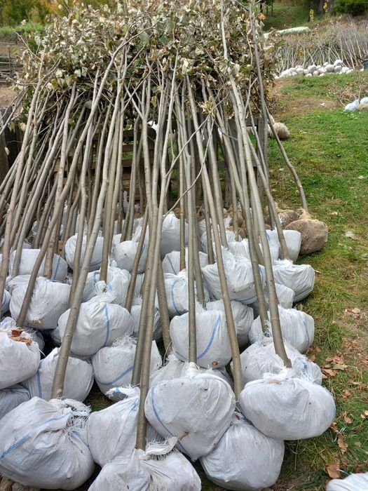 Mesteacăn cu coja alba tei mirositor platani