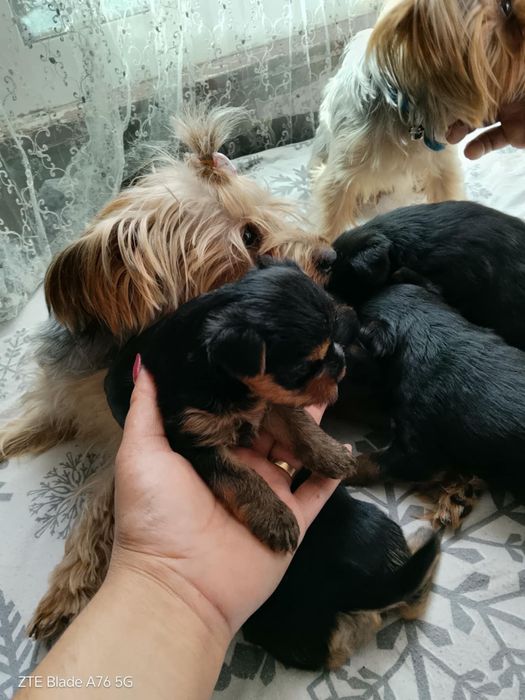 Продавам Иоркита