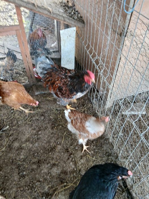 Gaini wiandote pereche /schimb