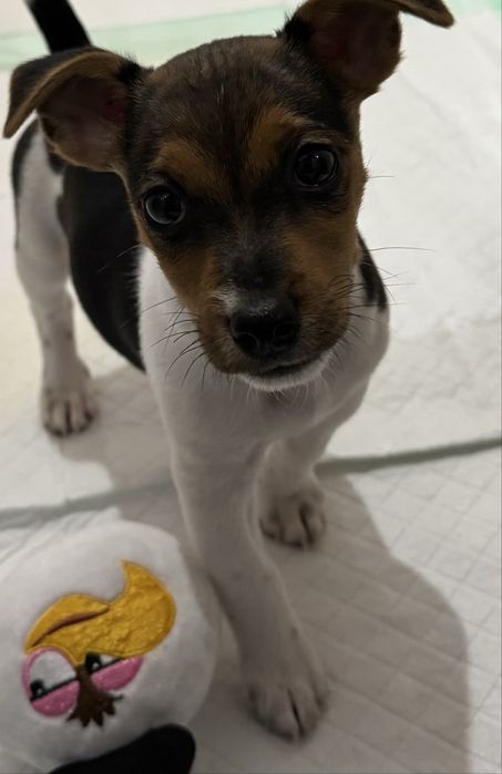 Малък Джак Ръсел териер