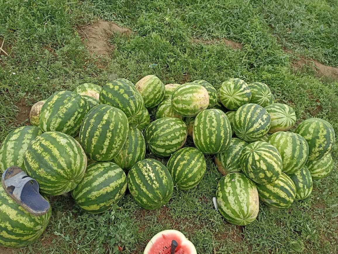 Продам арбузы и дыню