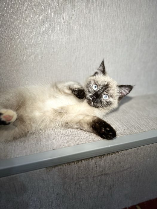 продается котёнок