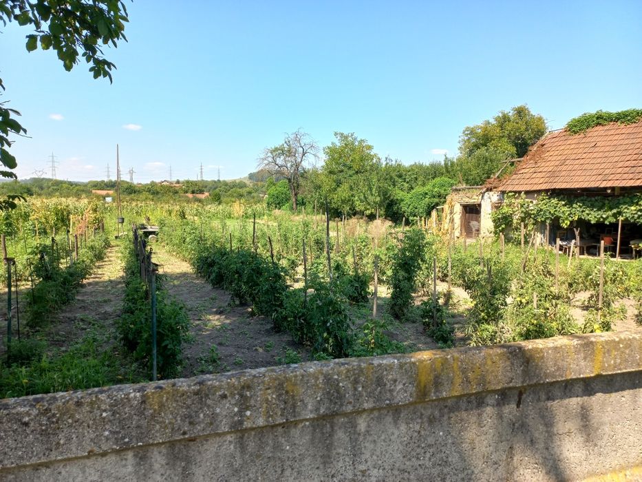 Teren intravilan, oportunite de investiție  (ex. case înșiruite)