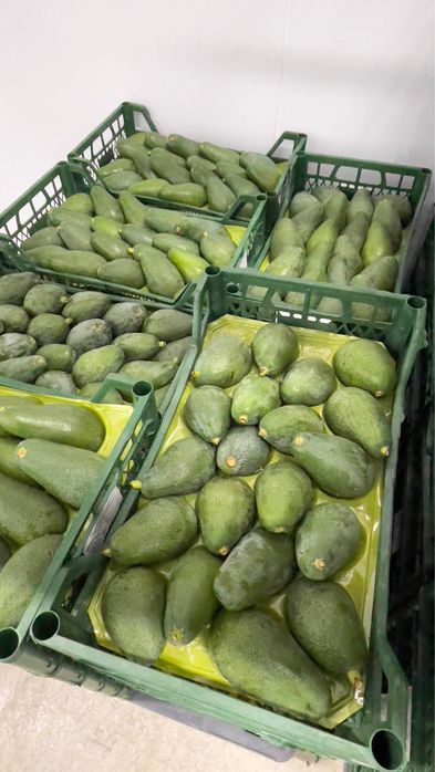 авокадо yangi turk avokadosi