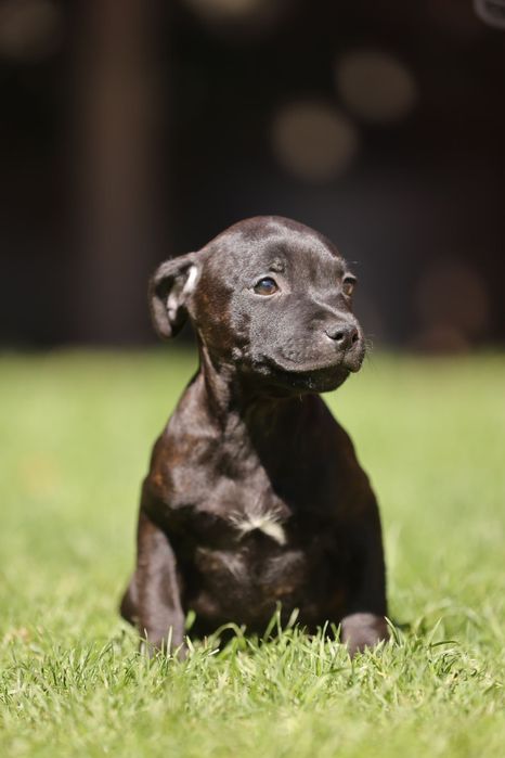 Staffordshire Bull Terrier femela