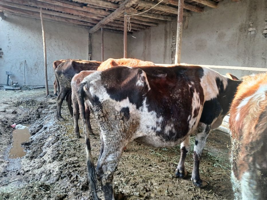 Сигир сотилади 12 млн