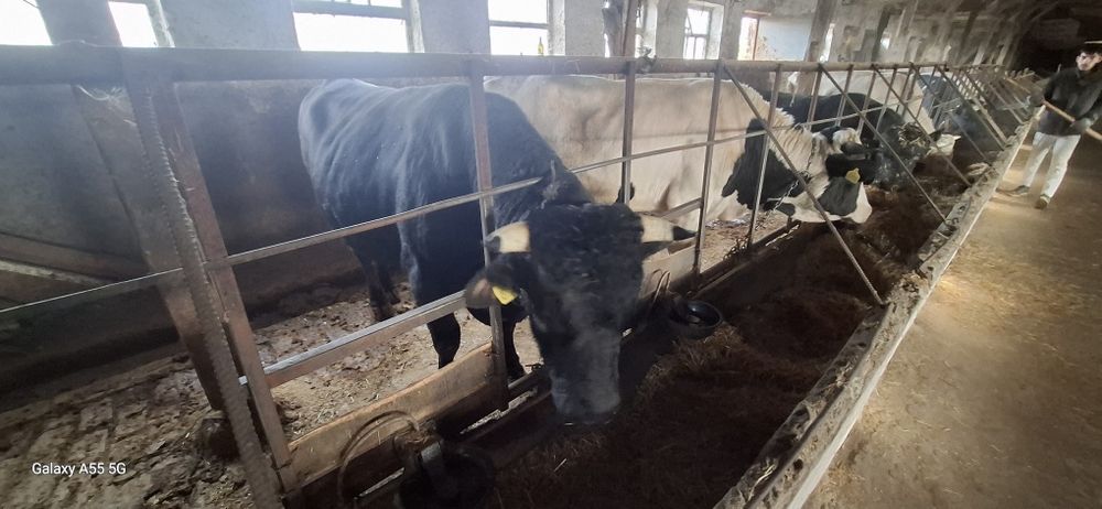 Продават се 15 броя от 300 кг до 600кг мъжки телета