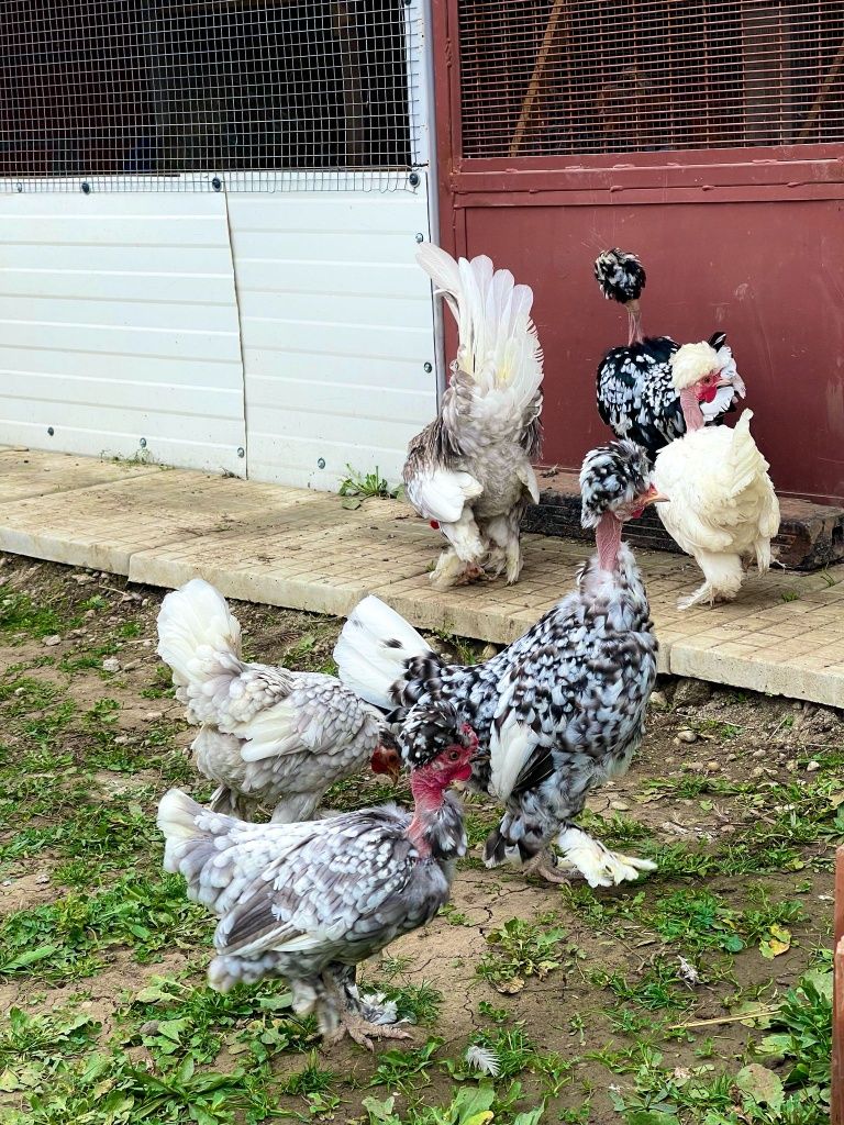 Gaini pitice golașe motate și încălțate