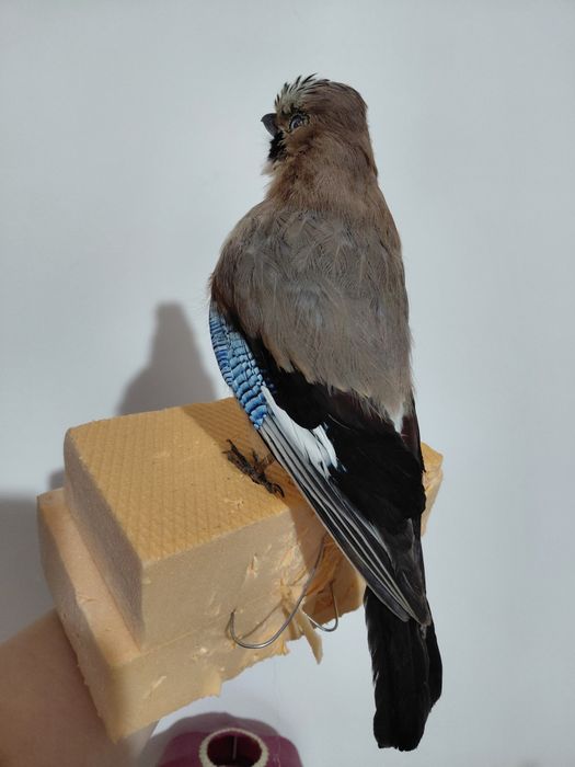 Gaita impaiata, taxidermie G2